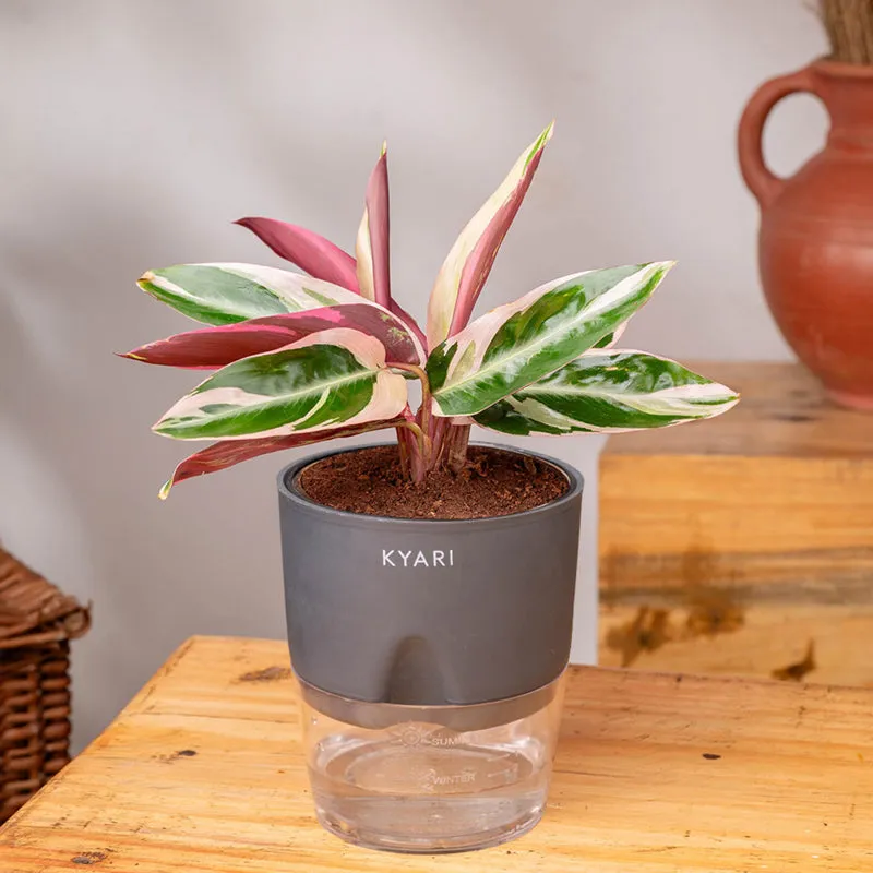 Kyari Calathea Plant With Self Watering Pot (Grey) - 18 cm media 3