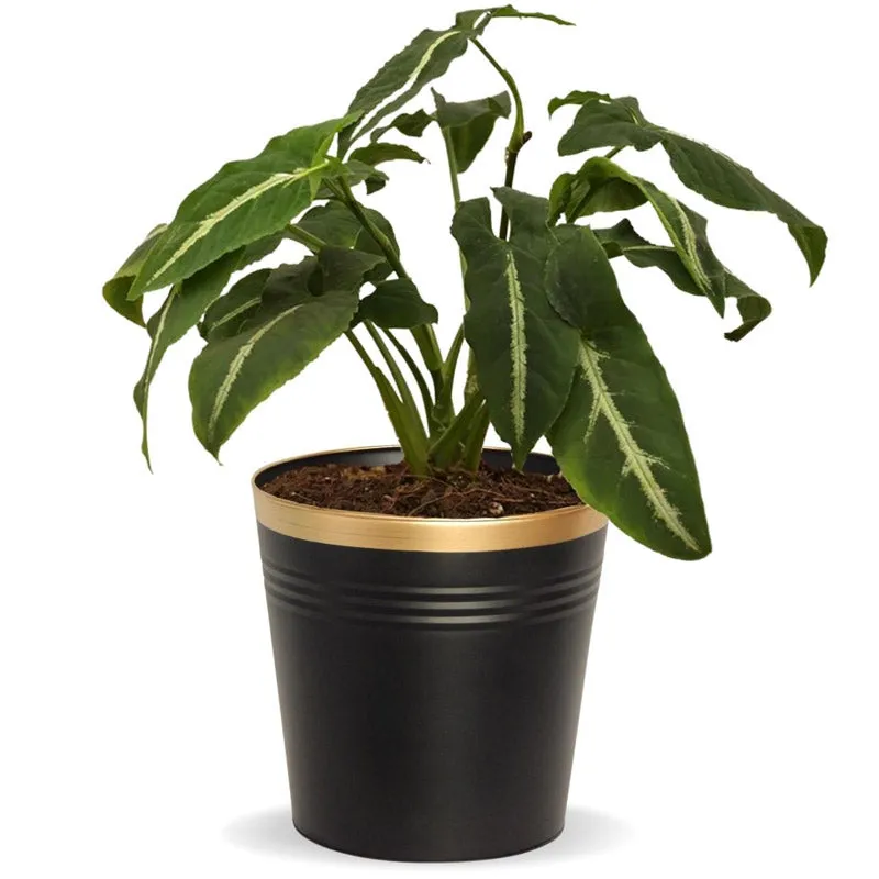 Anira Black Planter media 12