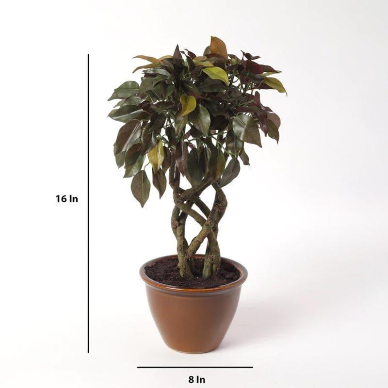 Faux Creeper Ficus Bonsai (41 cms) - Green & Red media 4