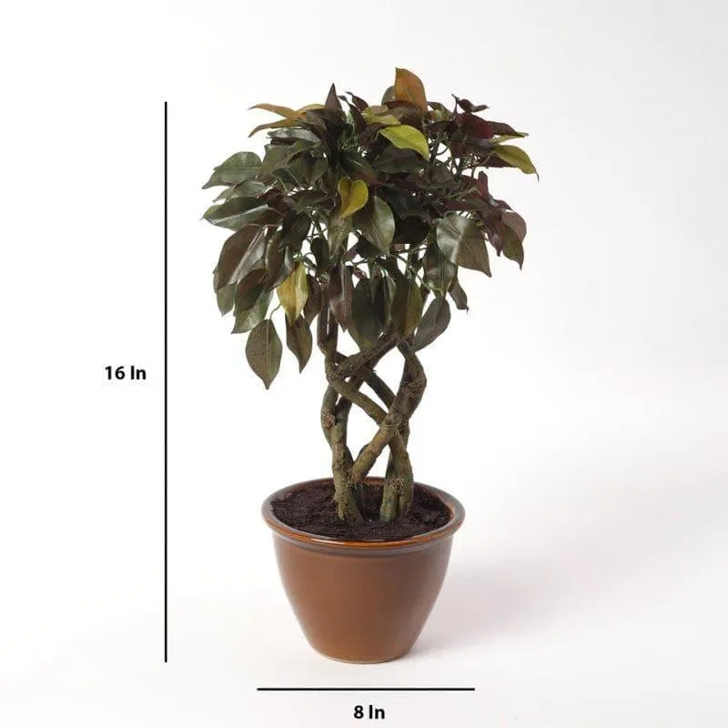 Faux Creeper Ficus Bonsai (41 cms) - Green & Red media 4