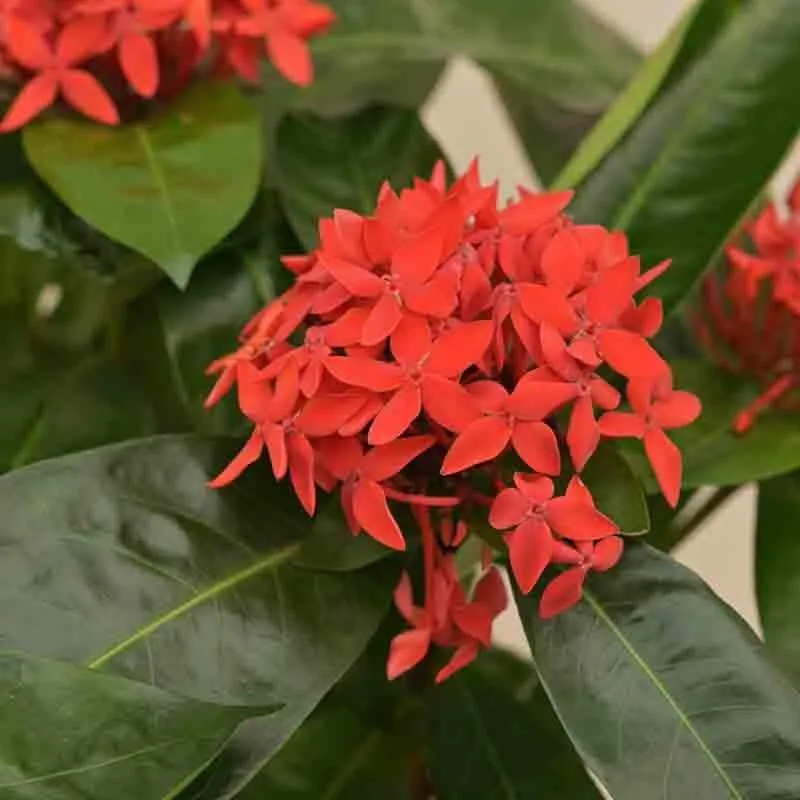 Ugaoo Ixora (Rugmini) Plant - Red media 5