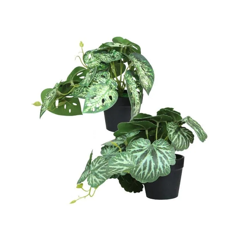 Faux Begonia Plant With Black Plastic Pot (18 cms) - Set Of Two media 4