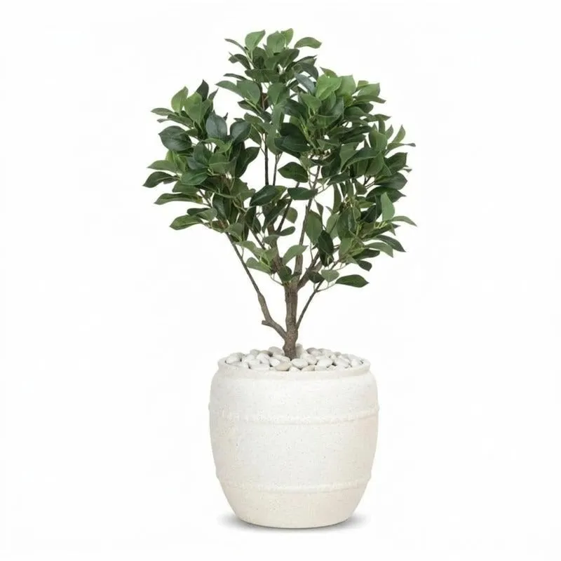 Off-white planter with a leafy plant isolated against a white background