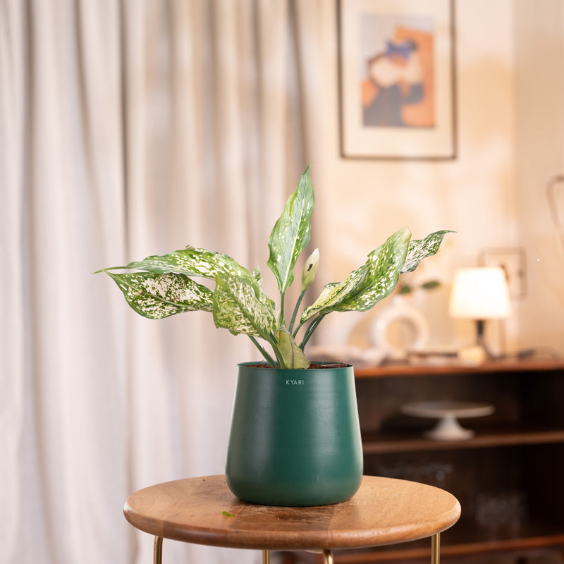 Kyari Aglaonema Snow White Plant With Metal Self Watering Pot - Green