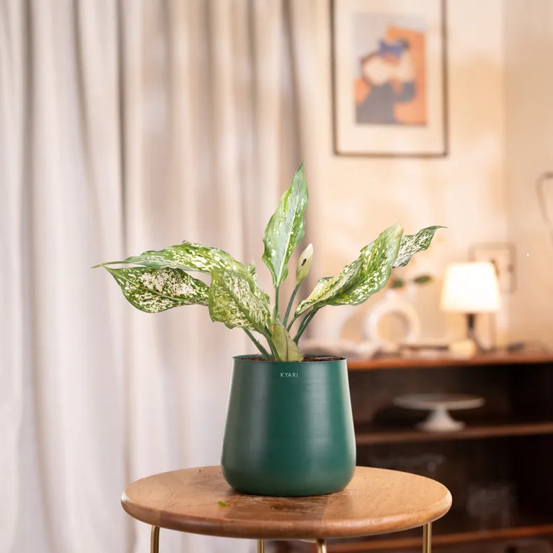 Kyari Aglaonema Snow White Plant With Metal Self Watering Pot - Green media 1