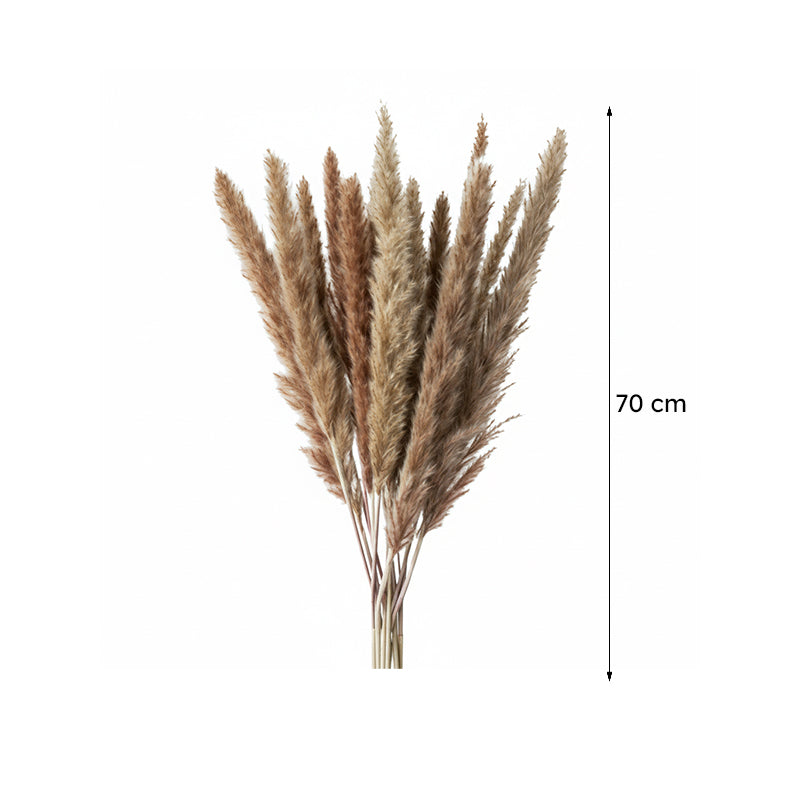 Mini Naturally Dried Pampas (Brown) - Set Of Ten media 7