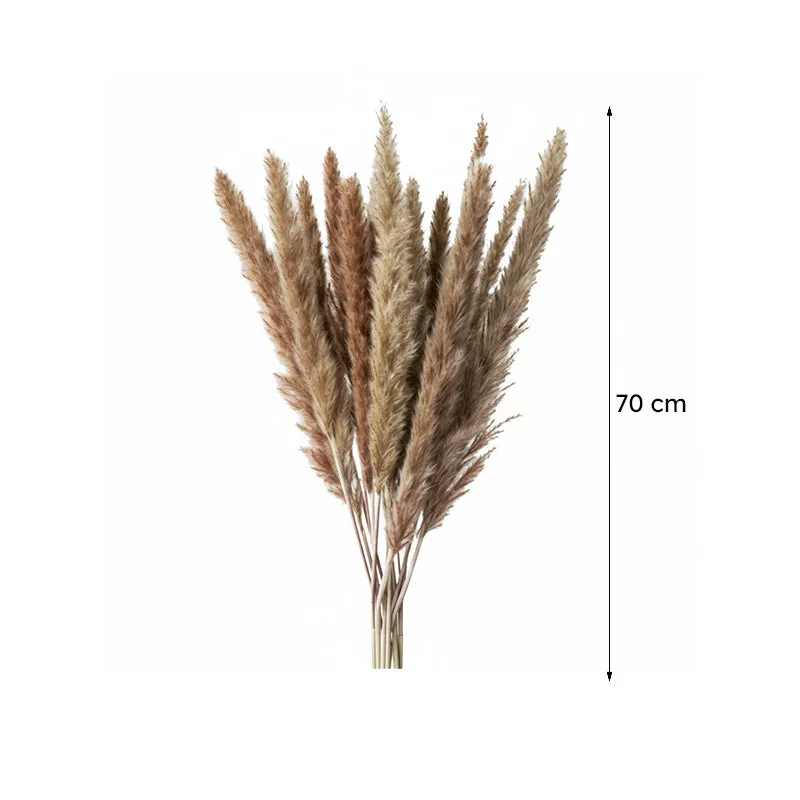 Mini Naturally Dried Pampas (Brown) - Set Of Ten media 7