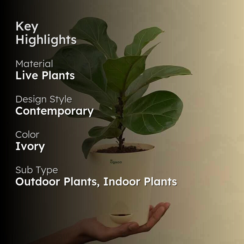 Ugaoo Fiddle Leaf Fig Plant - Bambino (Medium) media 2