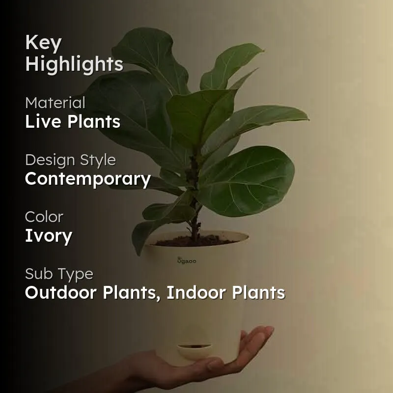 Ugaoo Fiddle Leaf Fig Plant - Bambino (Medium) media 2