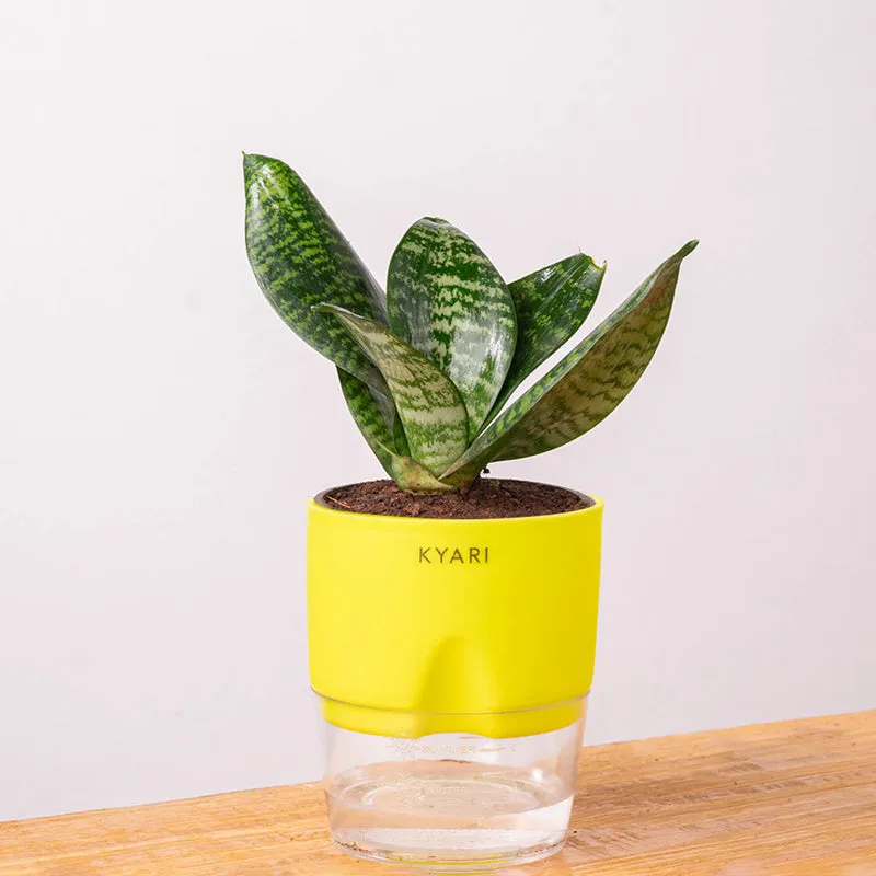 Kyari Sansevieria Snake Plant With Self Watering Pot (Green) - 18 cm media 6