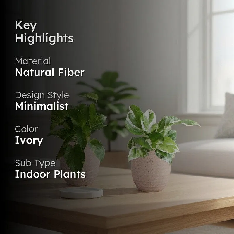 Greenkin Money Plant & Gold King Live Plants (Ivory) - Set Of Two media 2