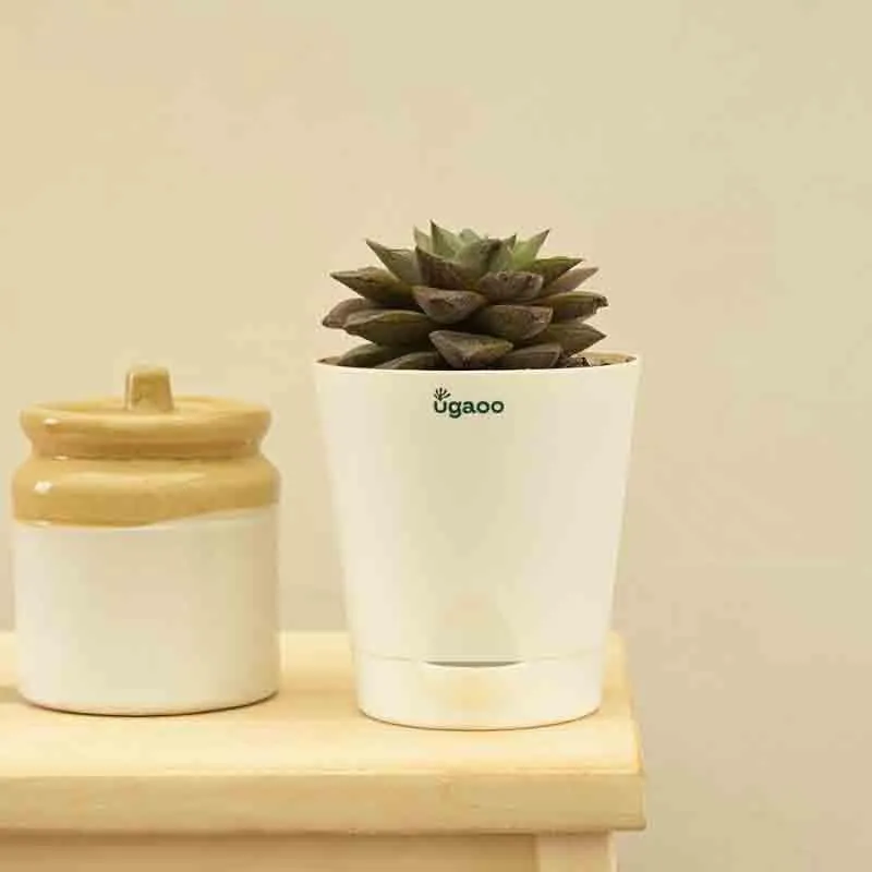 Ugaoo Echeveria Lotus Chinensis Plant media 3