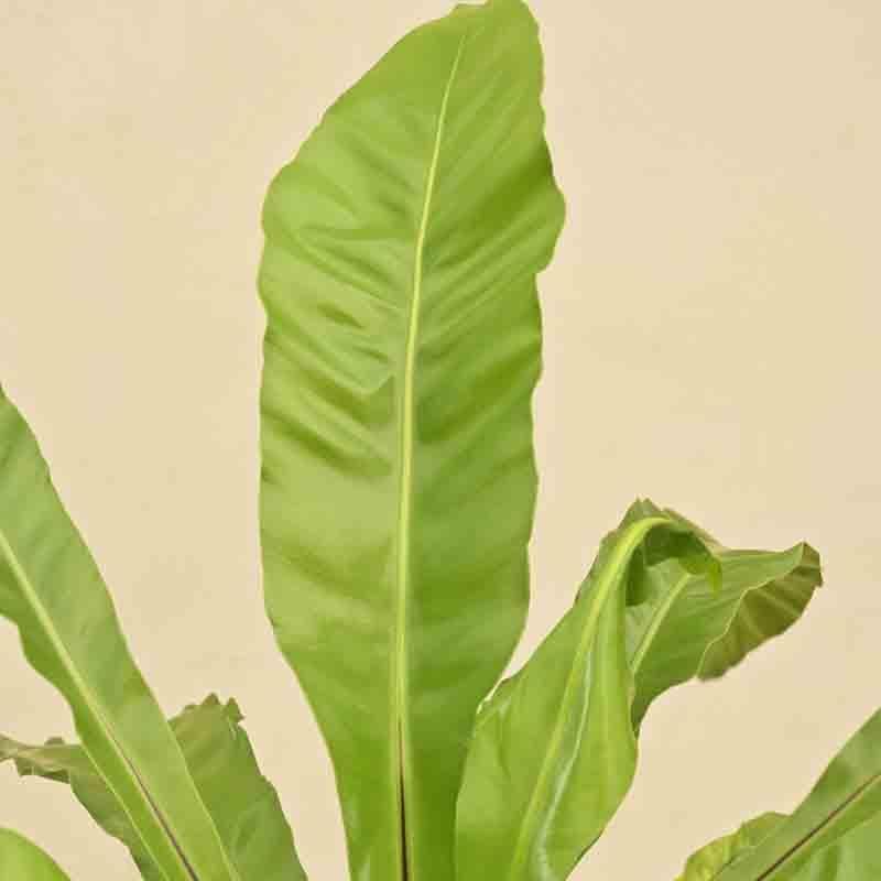 Ugaoo Bird's Nest Fern Plant media 3