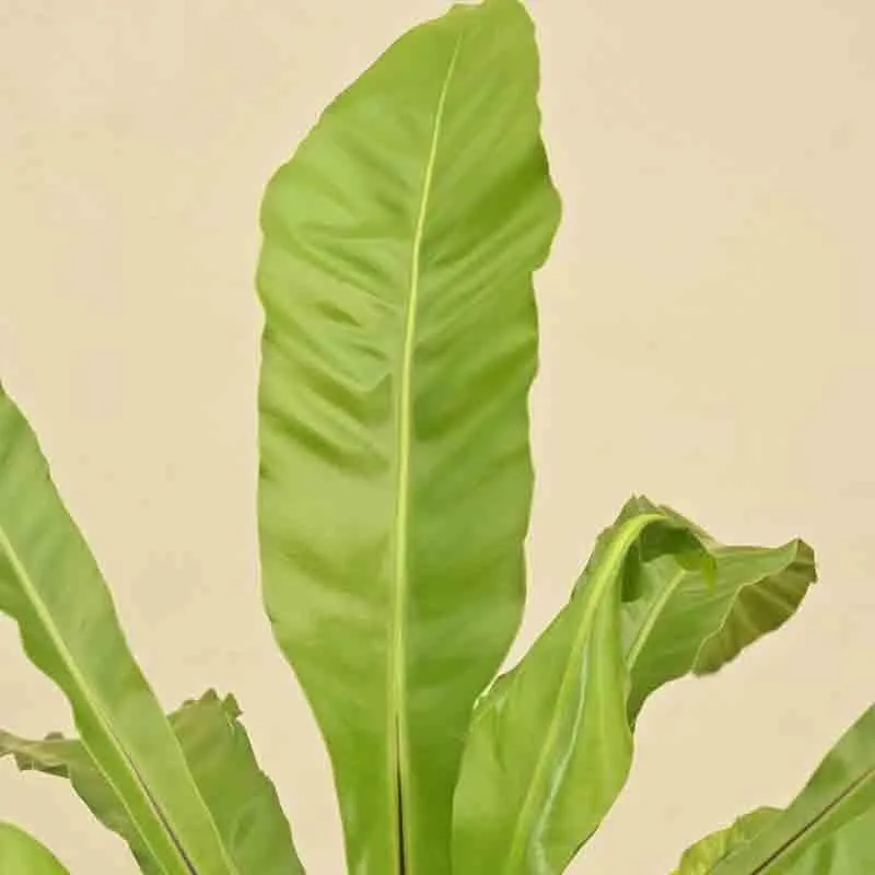 Ugaoo Bird's Nest Fern Plant media 3