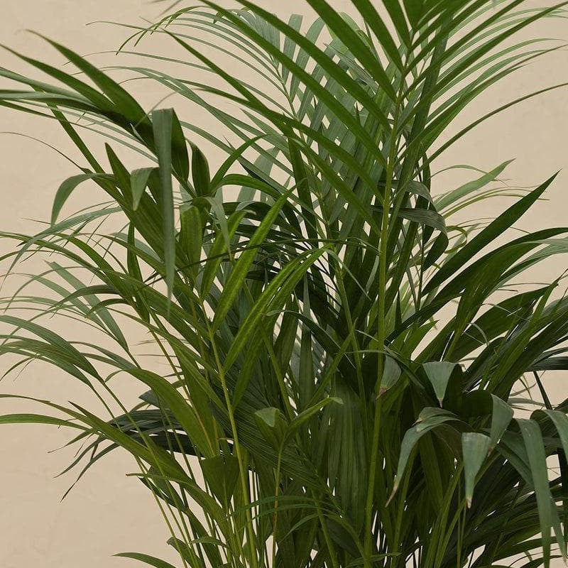 Ugaoo Areca Palm Plant - 3.7 ft media 3