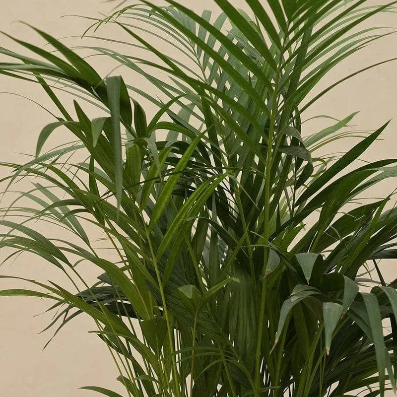 Ugaoo Areca Palm Plant - 3.7 ft media 3
