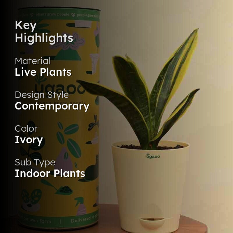 Ugaoo Sansevieria Gold Flame Snake Plant media 2