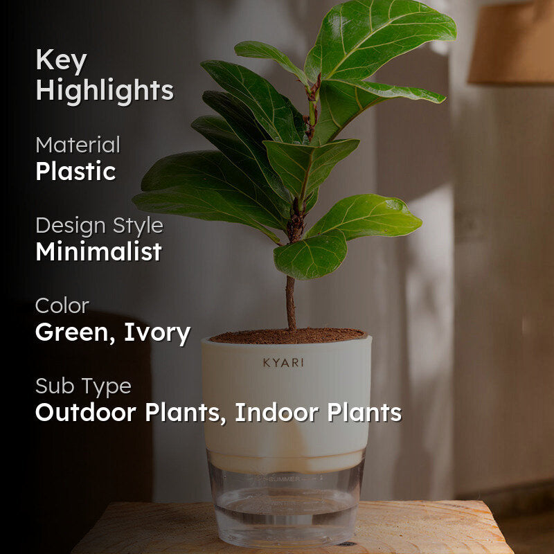 Kyari Fiddle Fig Plant With Self Watering Pot (Ivory) - 18 cm media 2