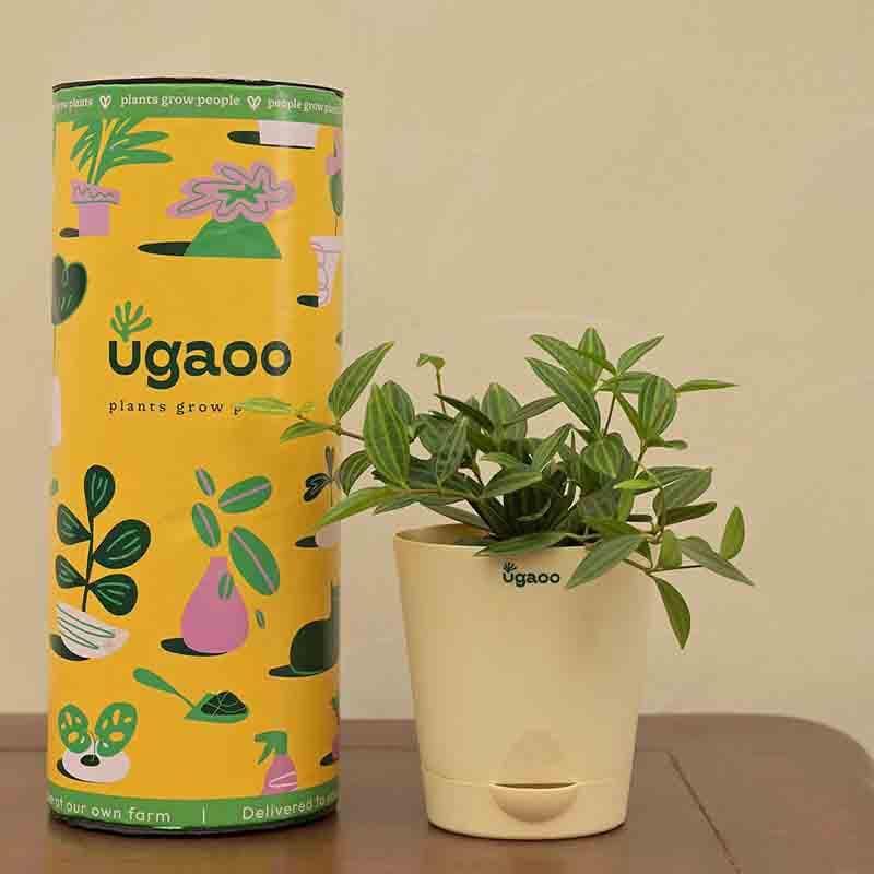 Ugaoo Peperomia Angulata Plant media 5