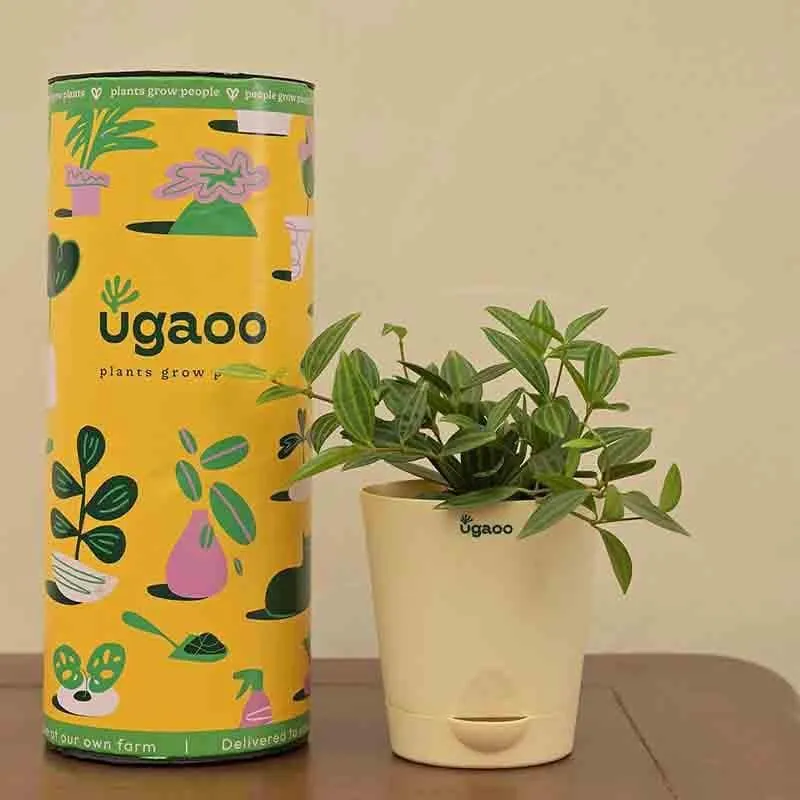 Ugaoo Peperomia Angulata Plant media 5