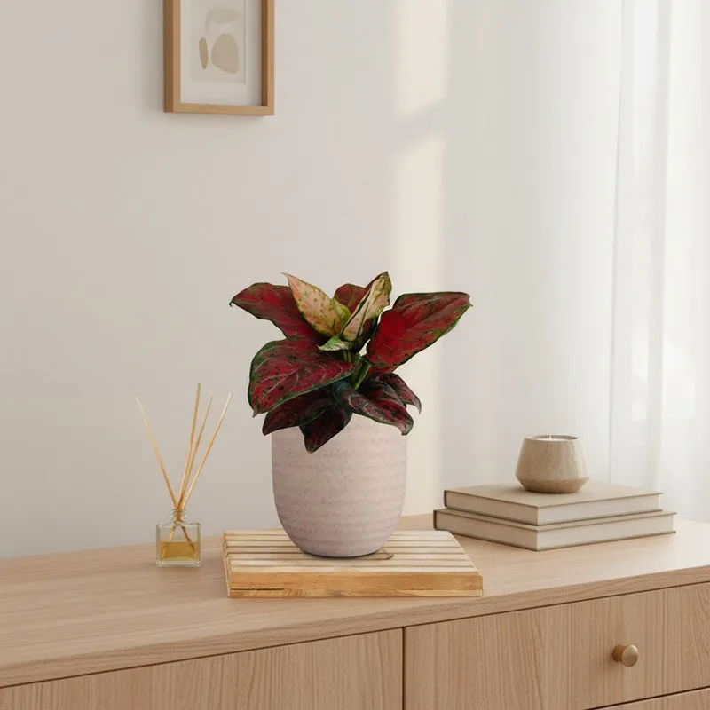 Greenkin Aglaonema Red Beauty Live Plant - Ivory media 1