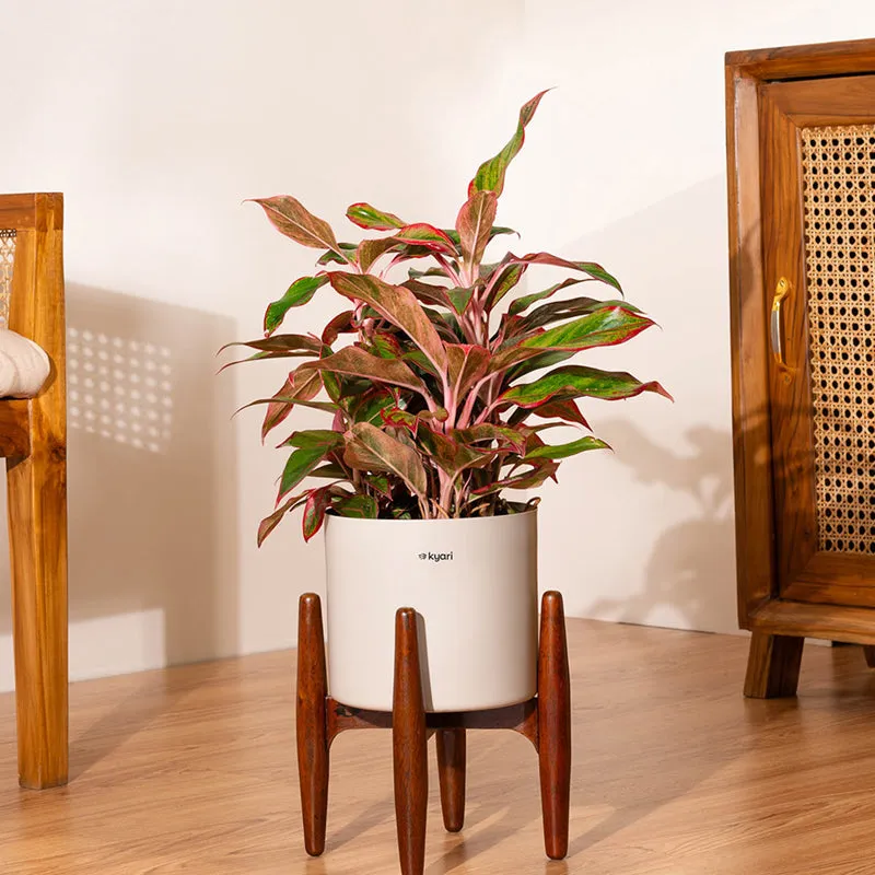 Kyari Agalonema Lipstick Plant With Metal Self Watering Pot (Beige) - 2 Feet media 1