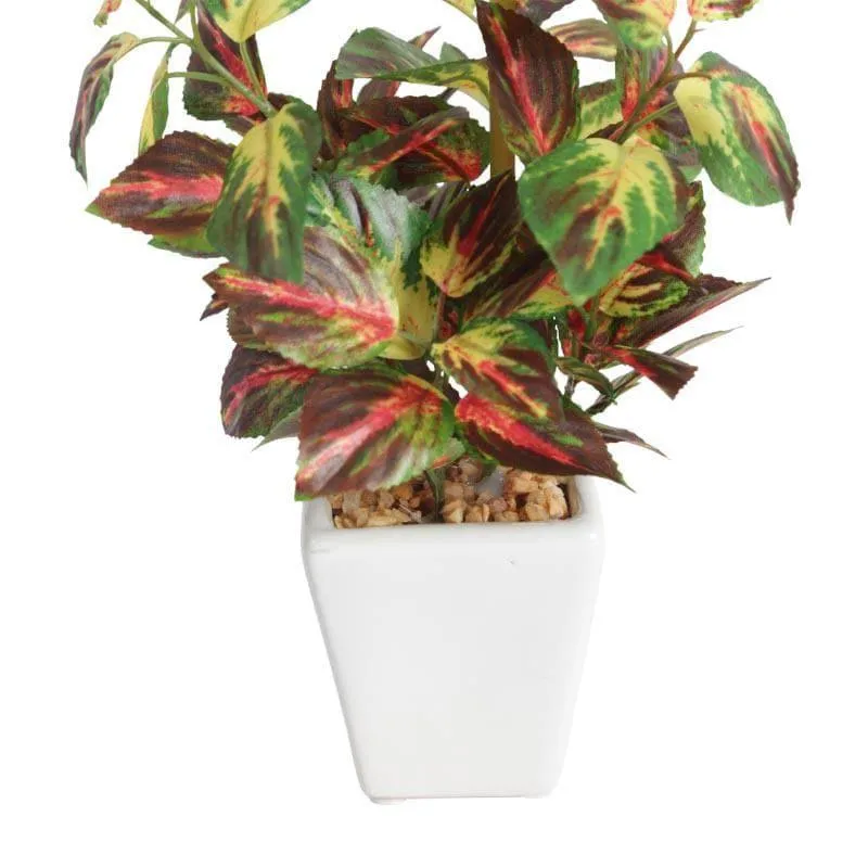 Wandering Jew Faux Bonsai (20 cms) - Red media 3