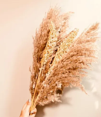 Dried Flowers & Leaves