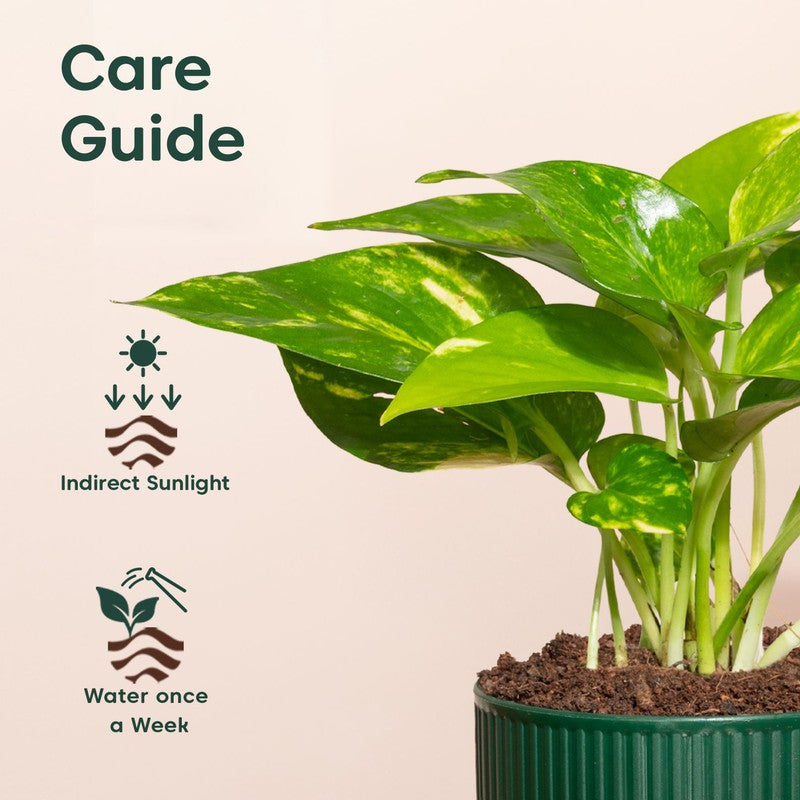 Kyari Variegated Money Plant with Self Watering Pot - Green media 5