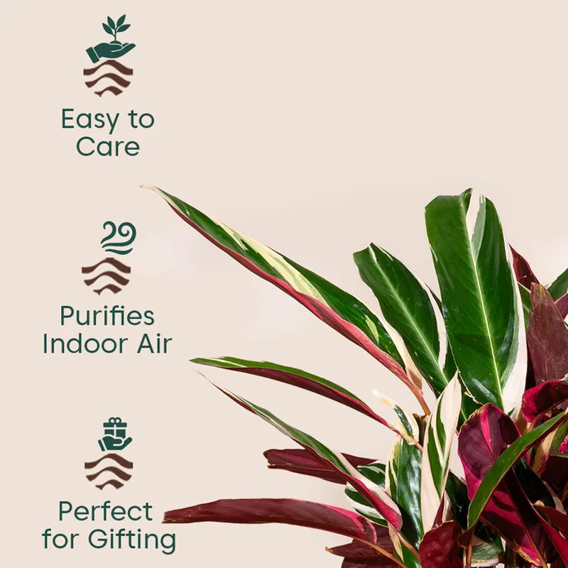 Kyari Calathea Plant With Metal Self Watering Pot (Orange) - 2 Feet media 3
