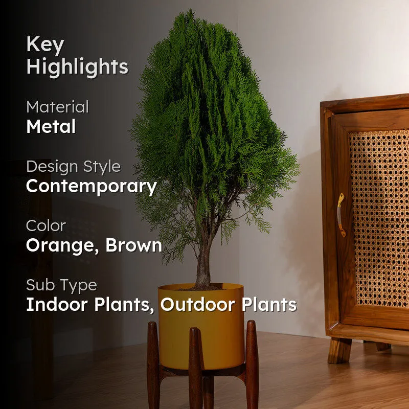 Kyari Thuja Plant With Metal Self Watering Pot (Orange) - 2.5 Feet media 2