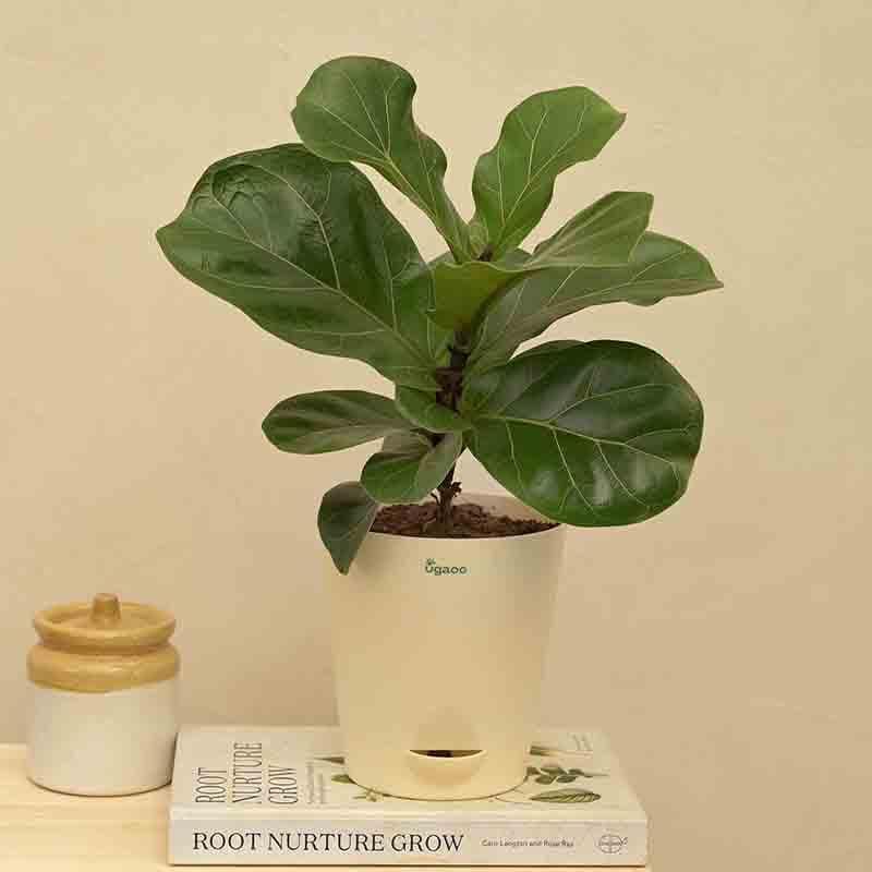 Ugaoo Fiddle Leaf Fig Plant - Bambino (Medium) media 3