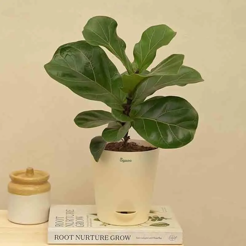 Ugaoo Fiddle Leaf Fig Plant - Bambino (Medium) media 3