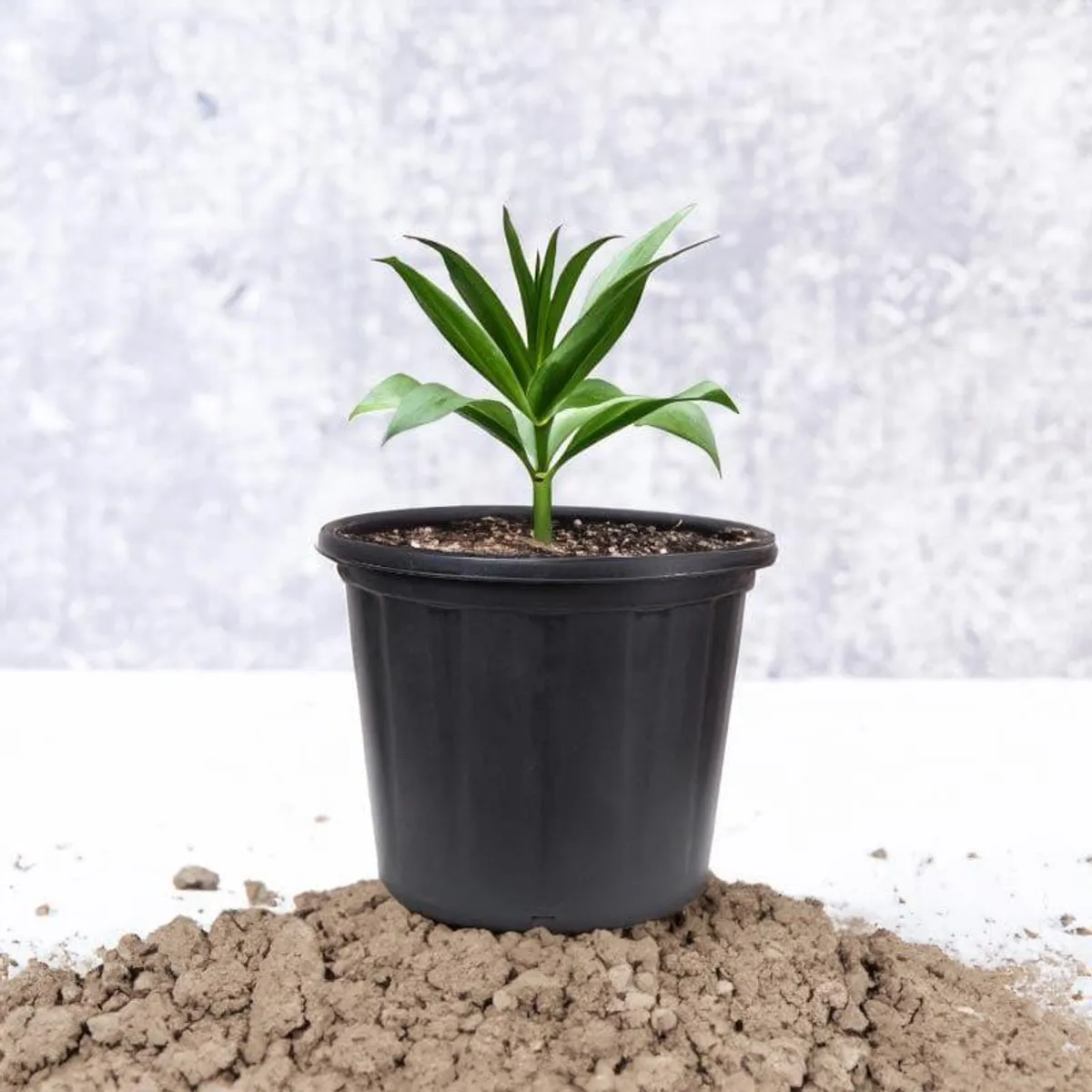 Black plastic pot with a small plant placed on soil