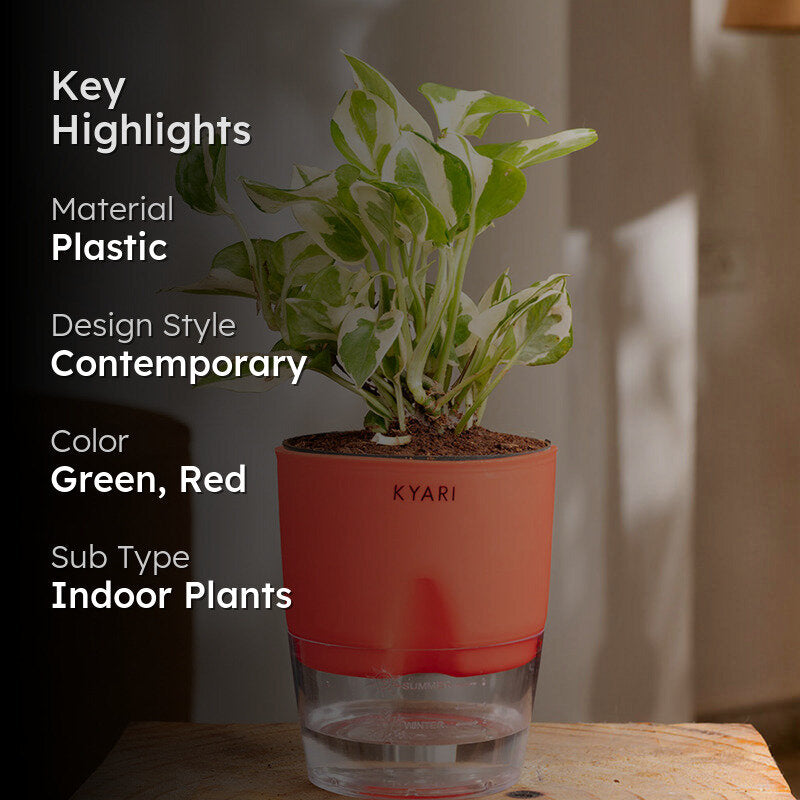 Kyari Money Plant With Self Watering Pot (Red) - 18 cm media 2