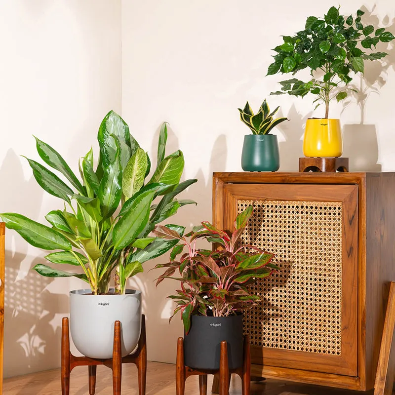 Kyari Aglonema Lipstick Plant With Metal Self Watering Pot - Yellow media 3