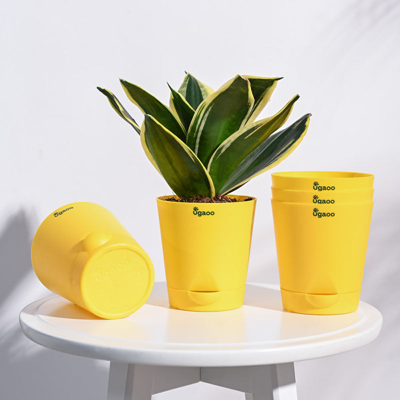 Ugaoo Bare Root Plastic Planter (Yellow) - Set Of Five media 2