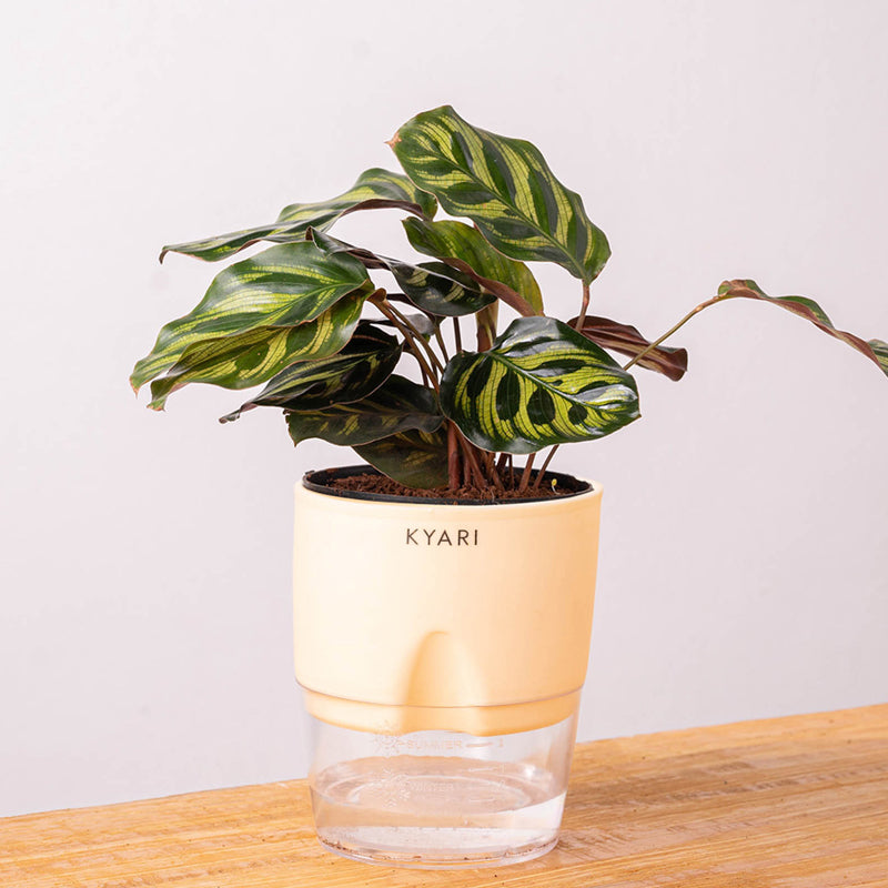 Kyari Peacock Plant With Self Watering Pot (Cream) - 18 cm media 6