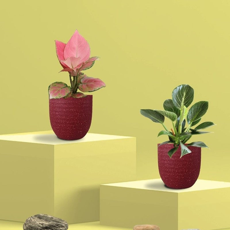 Greenkin Aglaonema & Birkin Live Plants (Maroon) - Set Of Two media 3
