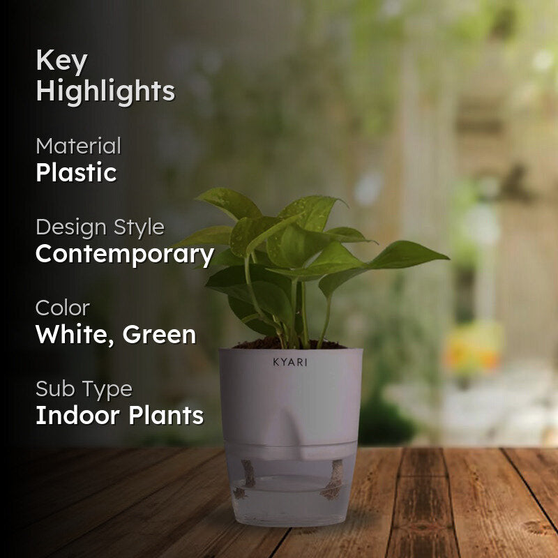 Kyari Viridian Golden Pothos Plant With Self Watering Pot - White media 2