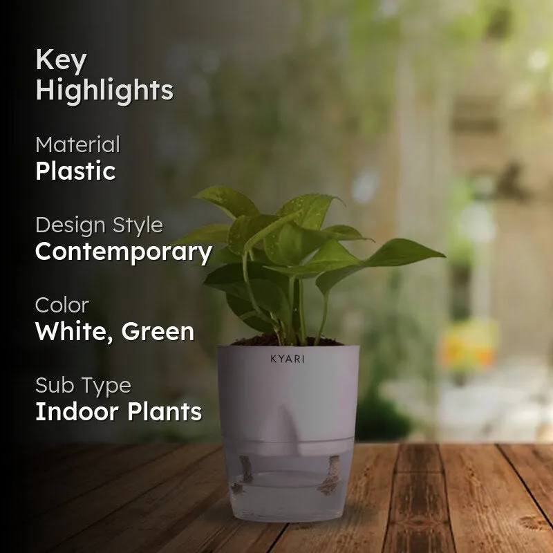 Kyari Viridian Golden Pothos Plant With Self Watering Pot - White media 2
