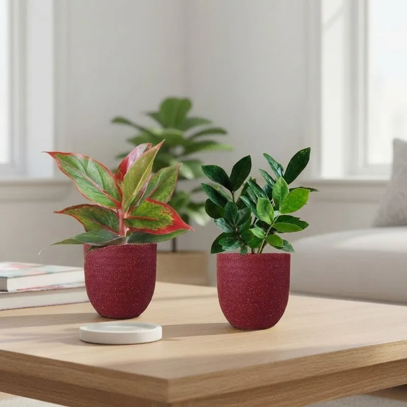Greenkin ZZ & Aglaonema Lipstick Live Plants (Red) - Set Of Two media 1