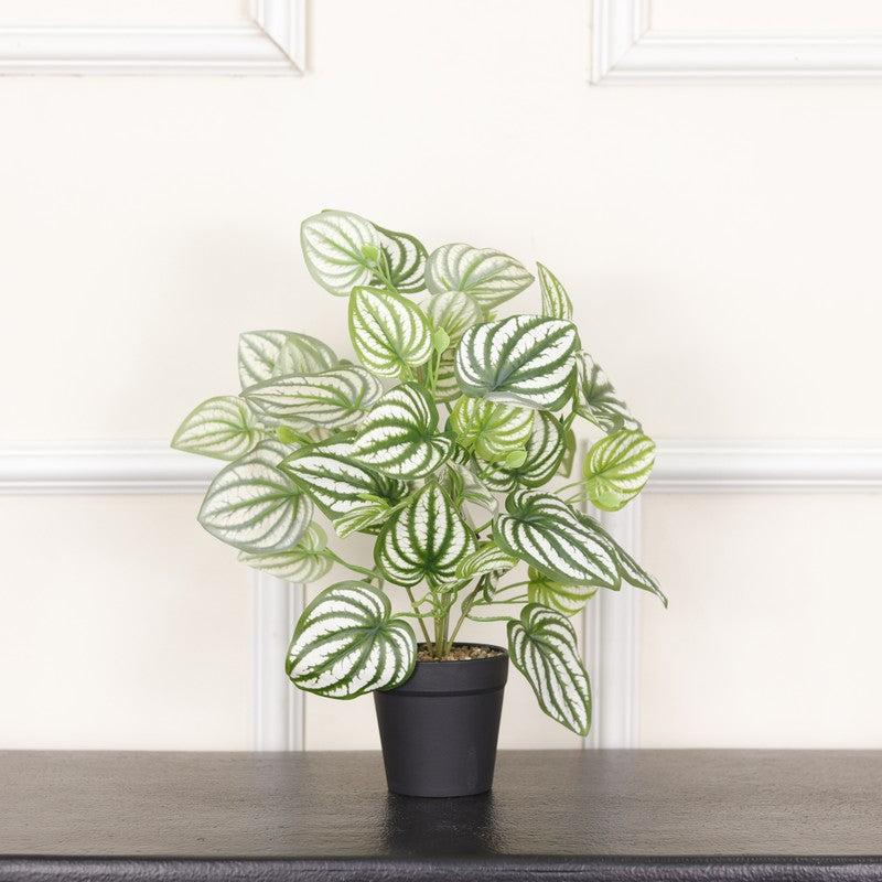 Artificial Watermelon Peperomia Plant With Black Fiber Pot - 1 Feet media 3