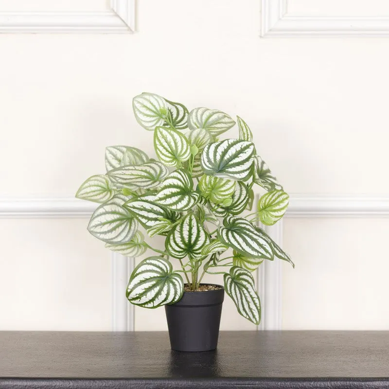 Artificial Watermelon Peperomia Plant With Black Fiber Pot - 1 Feet media 3