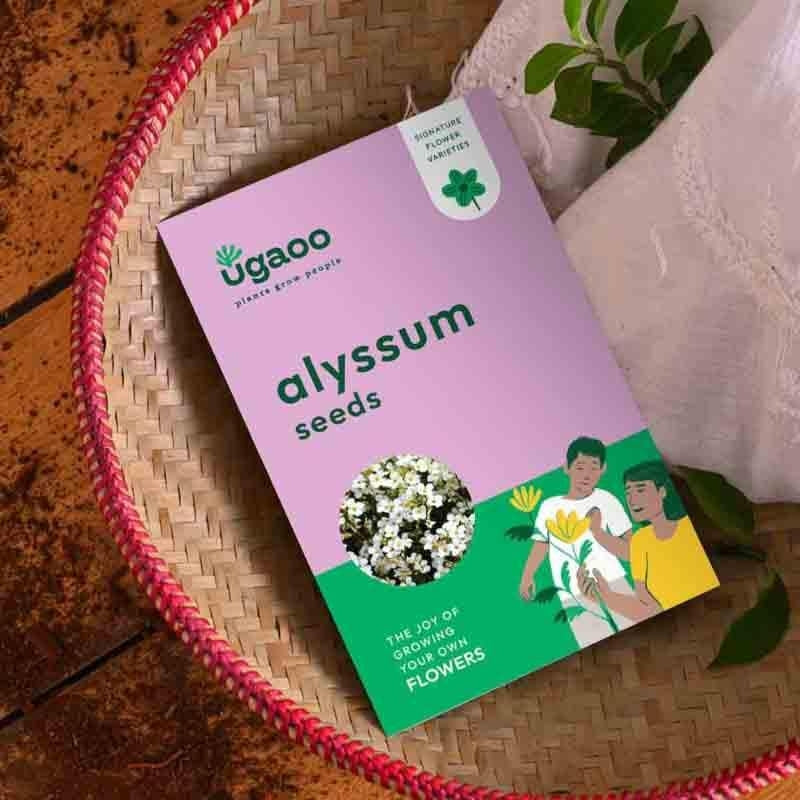 Ugaoo Alyssum Seeds (200 Seeds) media 4