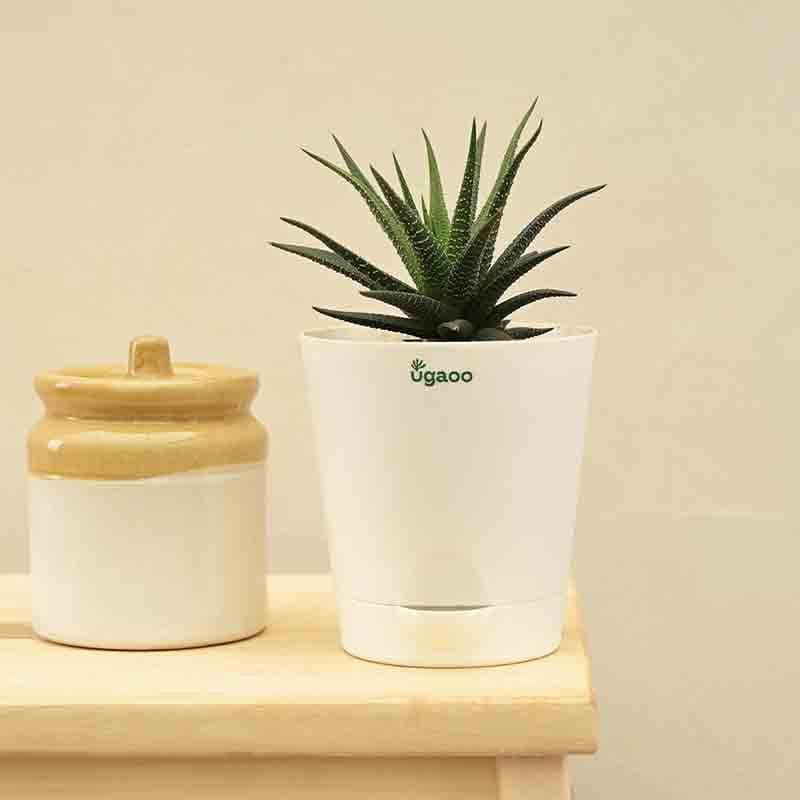 Ugaoo Zebra Haworthia Plant media 3