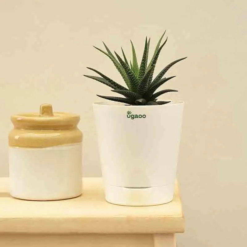 Ugaoo Zebra Haworthia Plant media 3