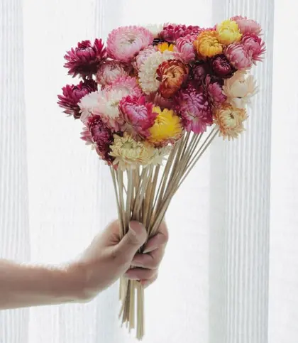 Dried Flowers & Leaves