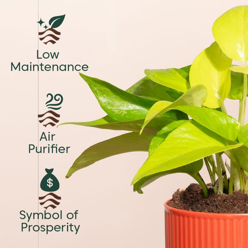 Kyari Variegated Money Plant with Self Watering Pot - Red media 4