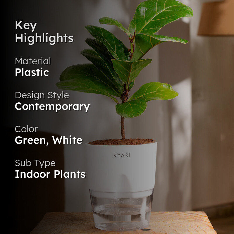 Kyari Fiddle Fig Plant With Self Watering Pot (White) - 18 cm media 2